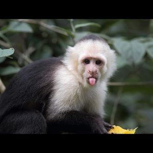 Meet your Posher, Evelyn